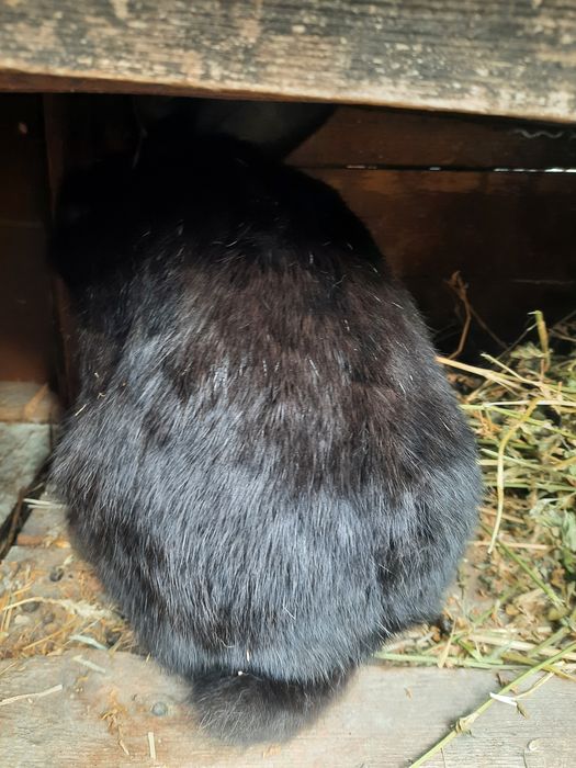 Se vand doar cei negrii si iepuroica