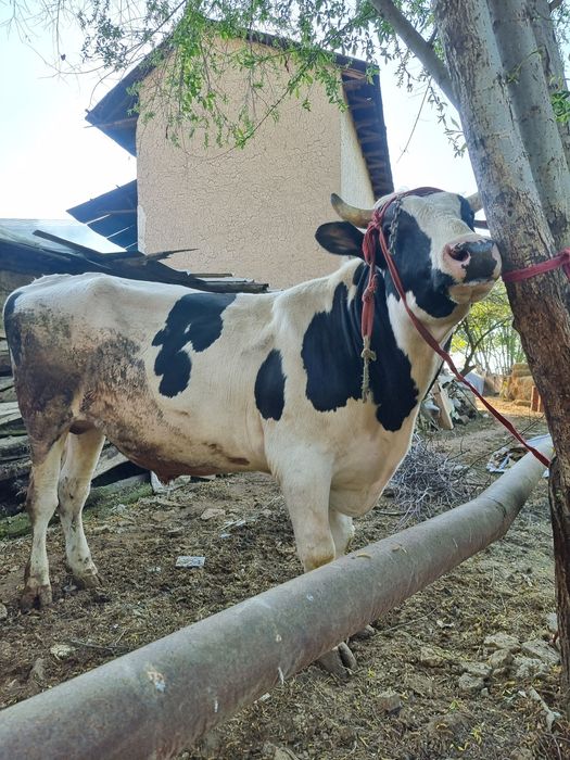 Toza Rossiya Buqa sotiladi