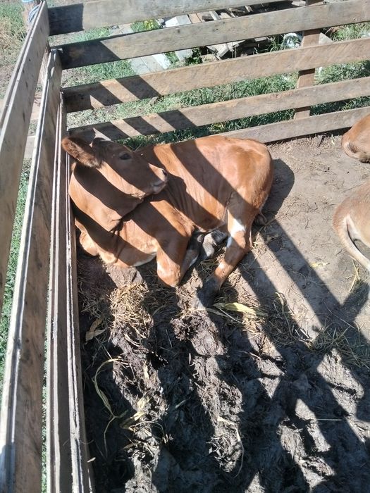 Vând vițelușă de 3 luni jumate