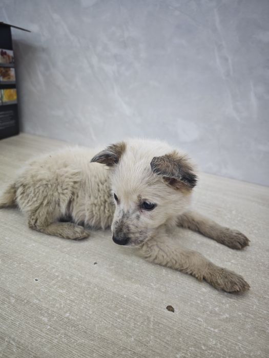 Отдается в добрые руки щенок