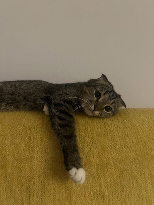 Вислоухий кот, 2 года