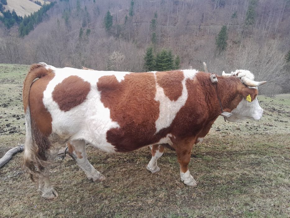 Junci de vânzare