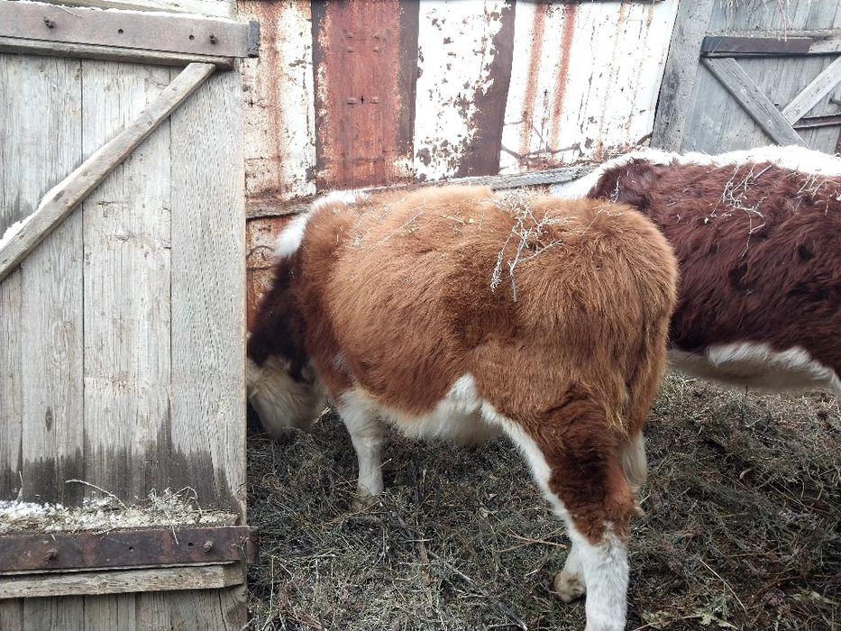 Падсос 1.5 бұқа сатам