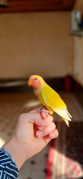 Попугай неразлучник