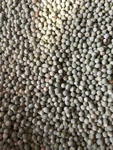 Mazare de vanzare Dolj