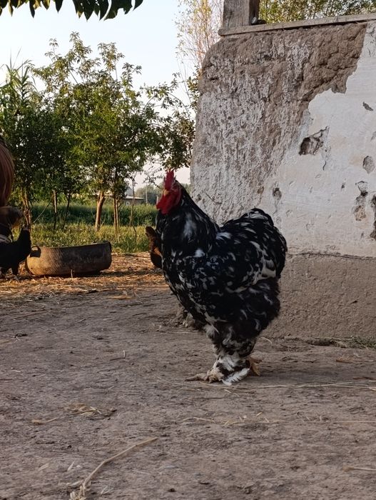 Koxinxin Gigant zotli xoʻroz sotiladi