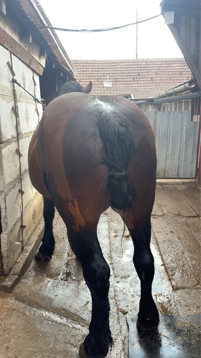 Iapa 6 pe 7 ani cumintenie maxima