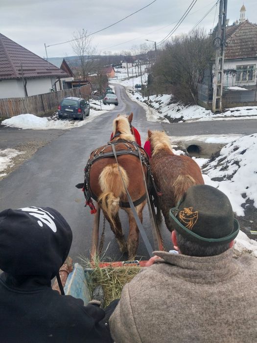 De vânzare un taur și o iapă hhjwf