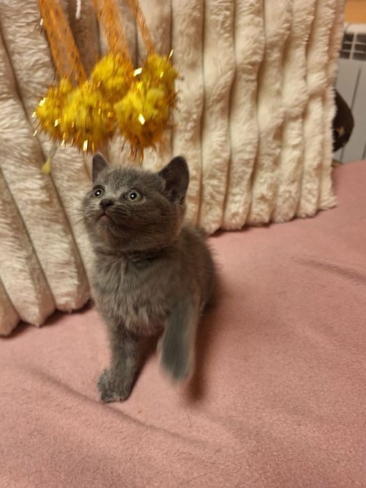 Британска принцеса