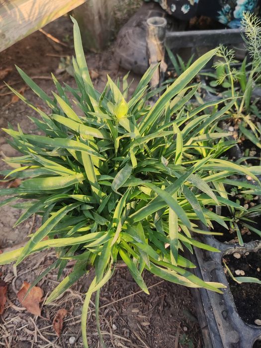 Цветочки в горшках