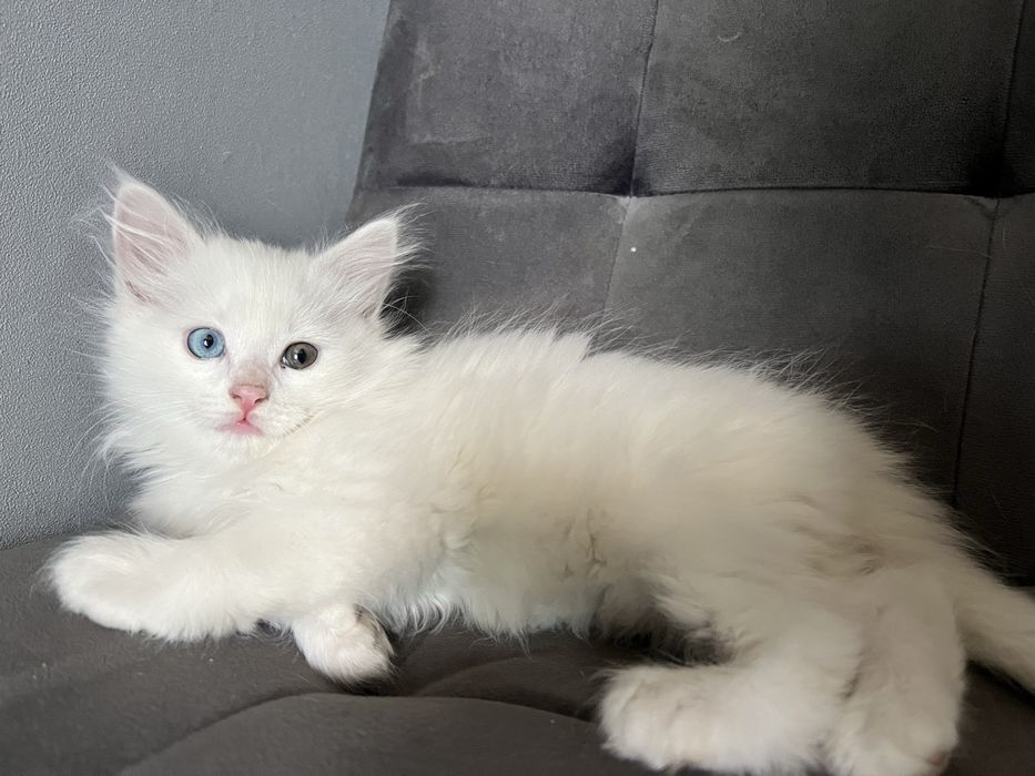 Продам котят Турецкой ангорки