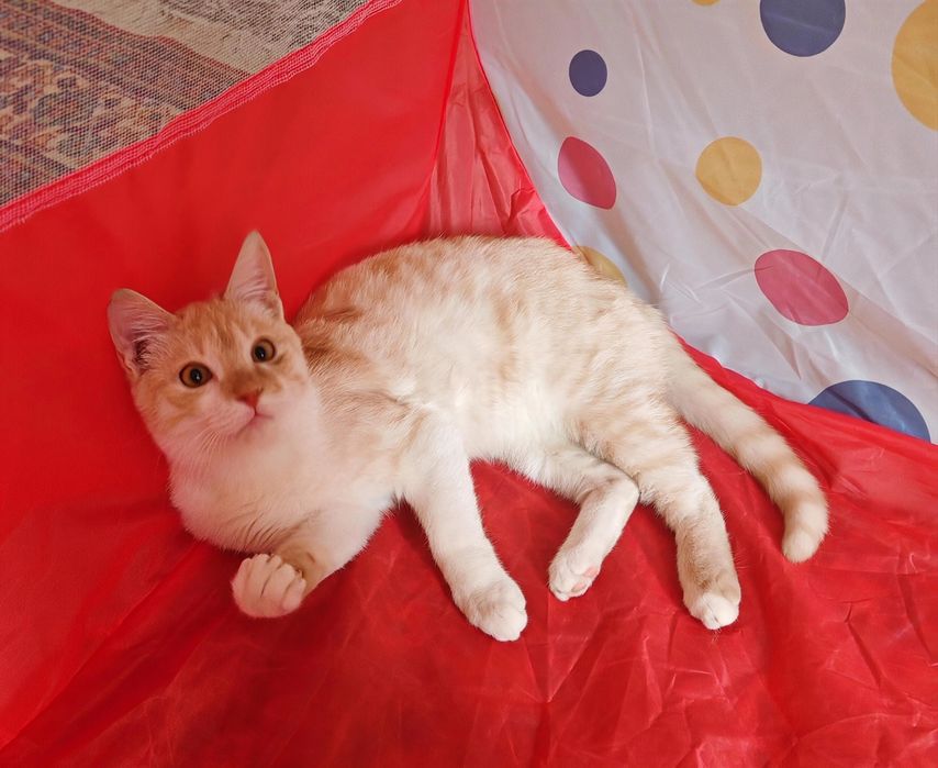 Шикарный котенок 6 месяцев