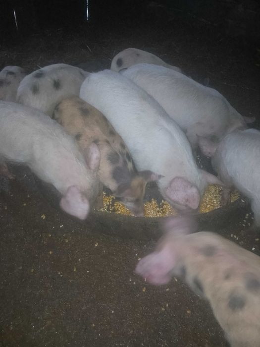 Berbecii de vânzare