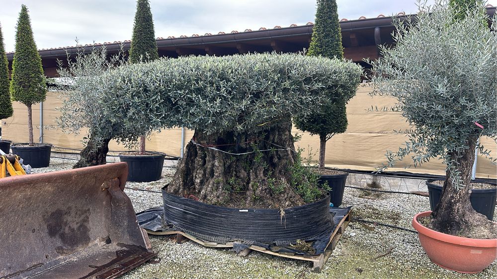 Tuia brazi maslini palimeri acuba pom-pom bosai spirale artarijaponezi