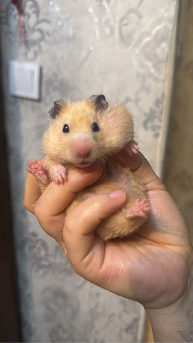 Персиковын Хомячата(6) и хомячиха(2)