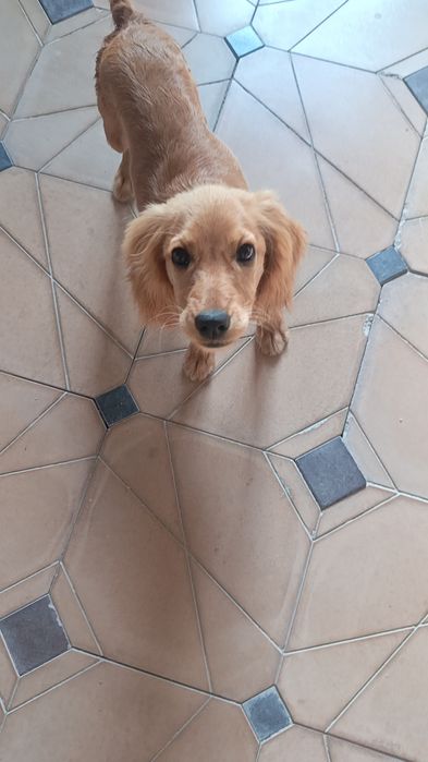 Золотистый Спаниель чисто кровная