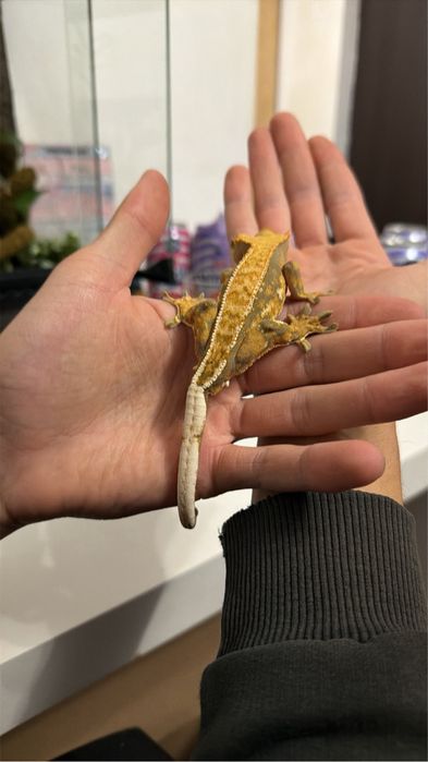 Crested gecko de vanzare