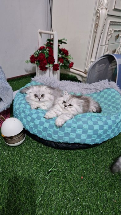 Срочно сотилади хайланд серебристый шиншила