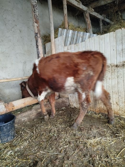 Boʻydor gʻunojin sotiladi