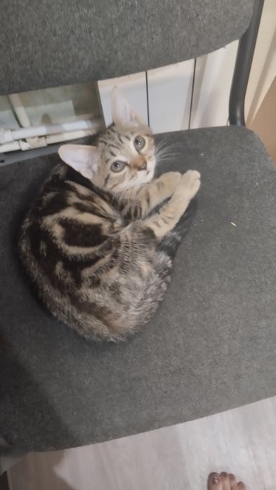 Отдам кота и кошечку