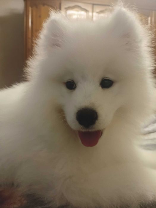 Fetiță samoyed, pedigree A ,FCI