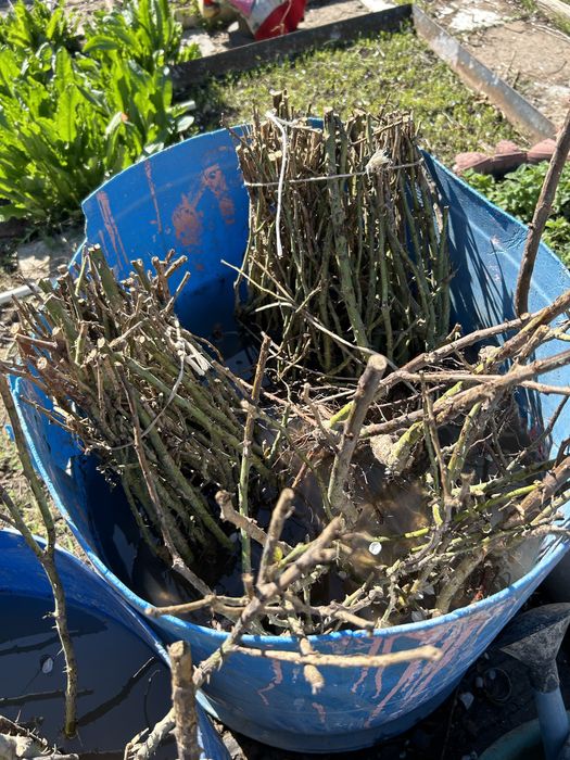 Роза гүл көшеті сатылады бағасы 500тг