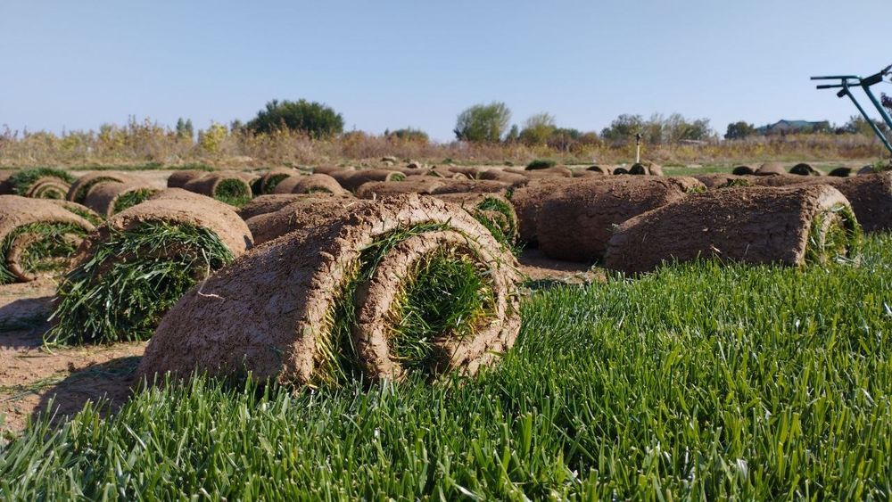 Газон екиш хизмати тайор рулон екамиз ва  уругидан сепамиз  ишончли