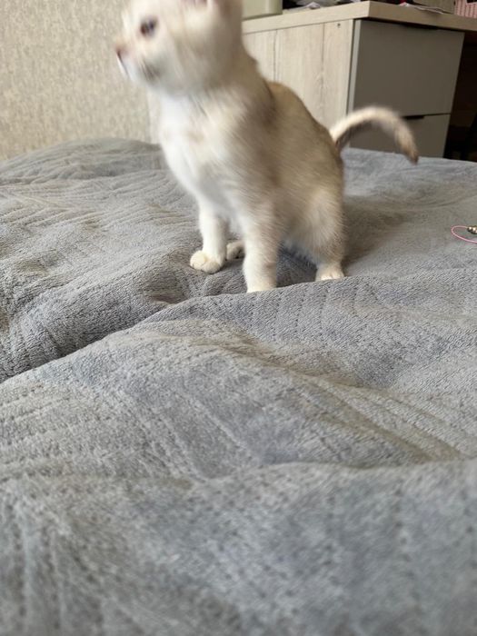 Милый        Котенок