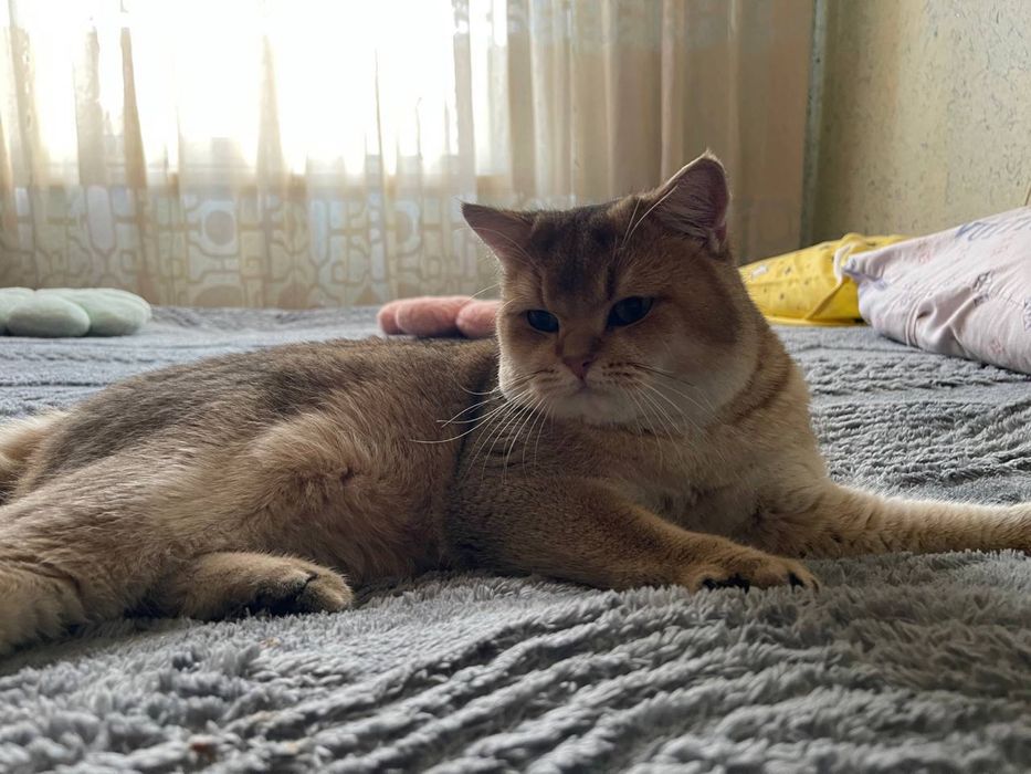 Золотая шиншилла кот на вязку