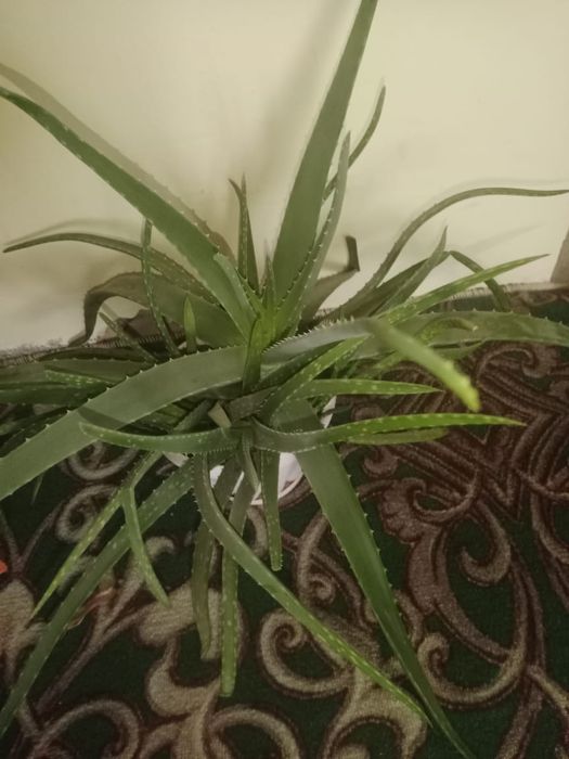 Алоэ Вера продается