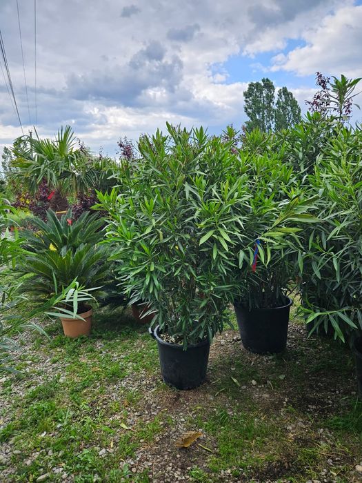 Leandru tufa nerium oleander