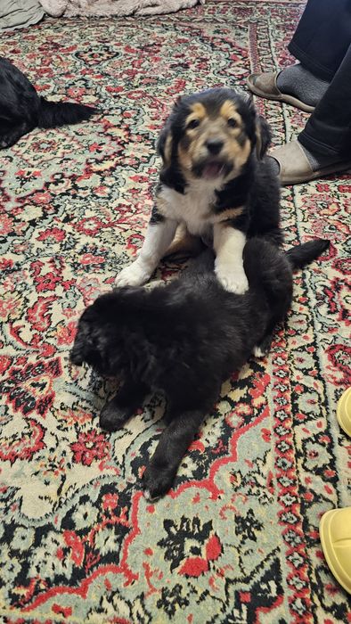 Отдам в хорошие руки щенков