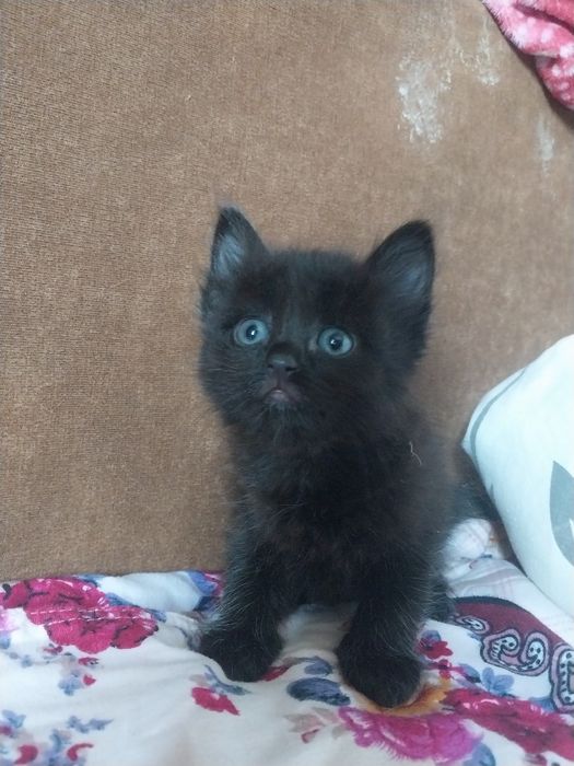 Отдам котят в хорошие руки