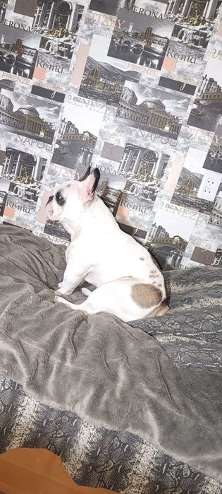 Французский бульдог ищет невесту