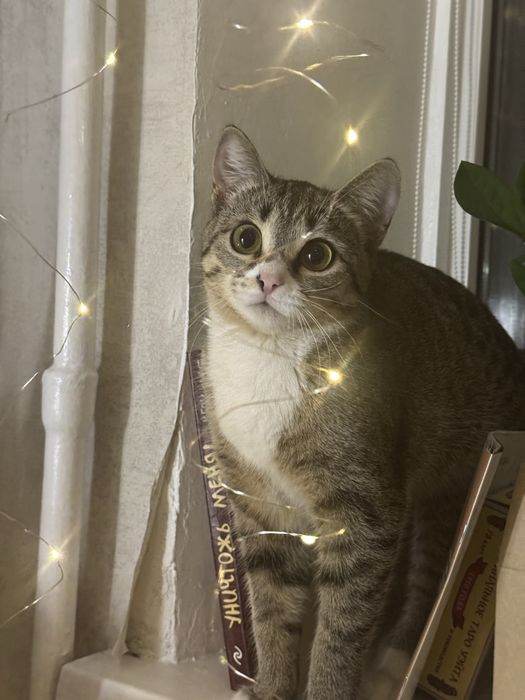 Кошечка ищет дом