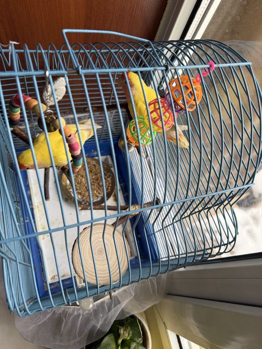 Продам неразлучников фишиера 4 мес