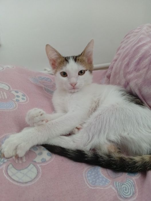 Котенок в добрые руки
