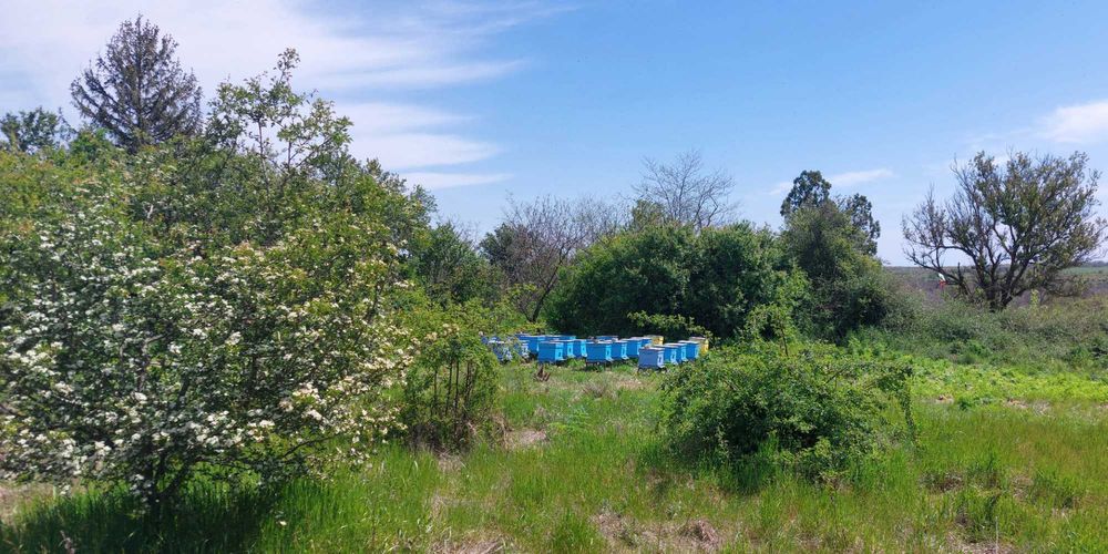 Натурален пчелен мед