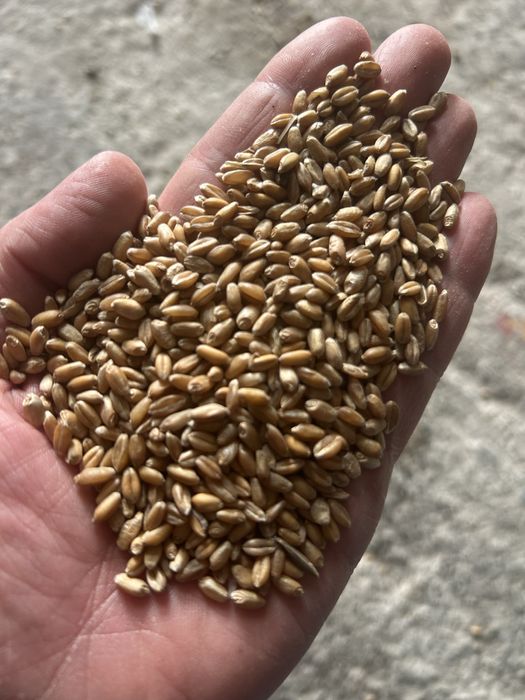 Продам , отходы, отруби, ячмень пшеницу