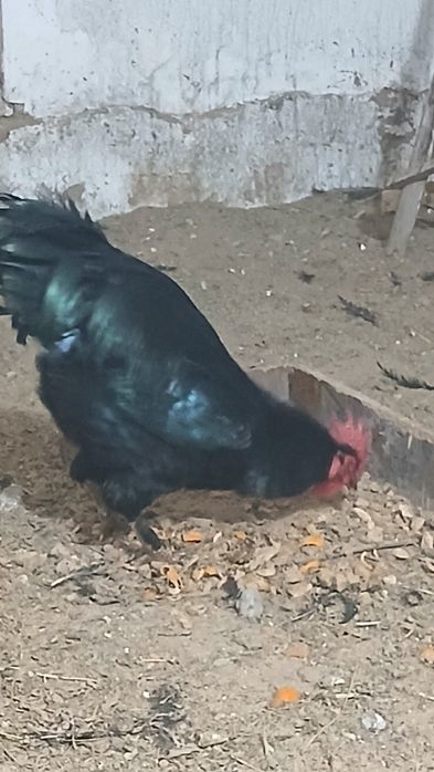 Сотилади соглом хурозлар