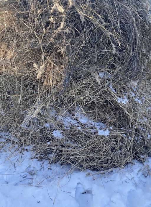 Сено   бос шөп город Атырау