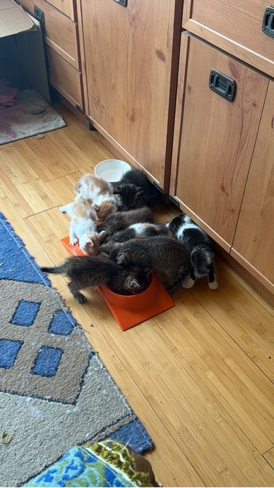 Отдам котят в хорошие руки