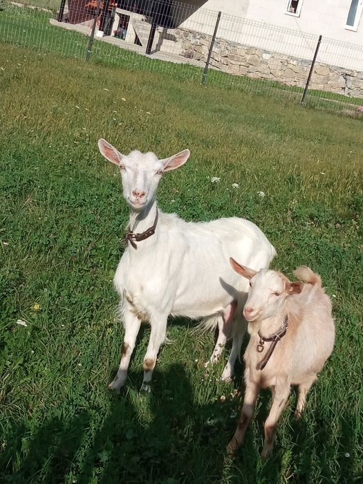 Capră sannen tânara de vanzare