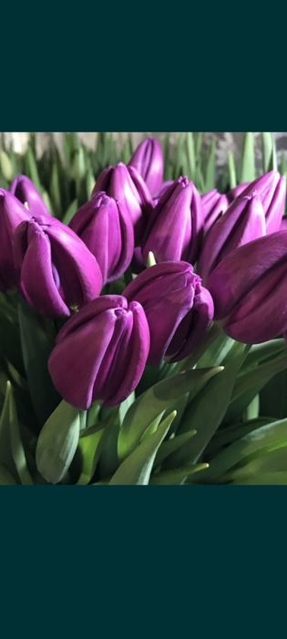 2026 ТЮЛЬПАНЫ оптом и в розницу