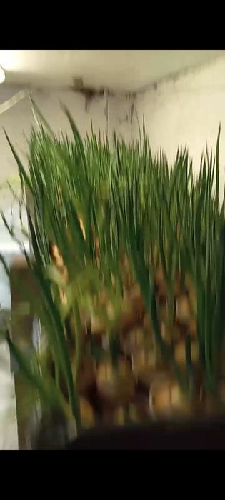 Зелёный лук с доставкой