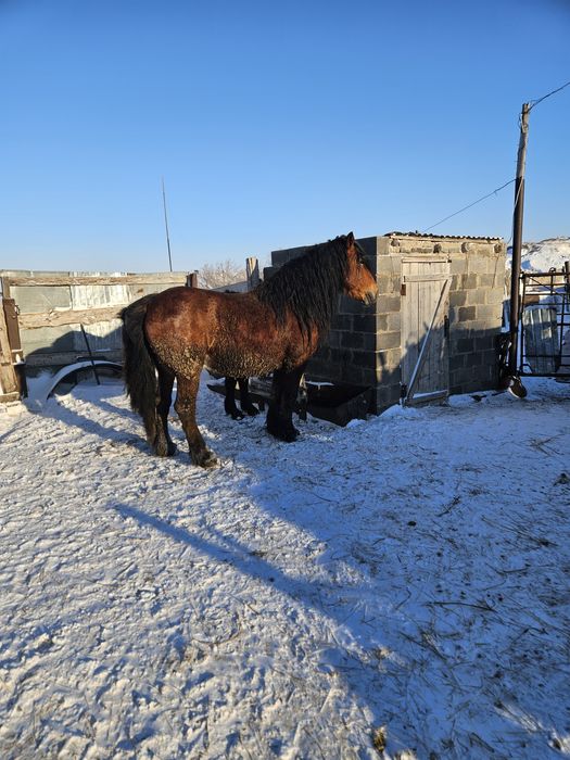 Жеребец продаётся