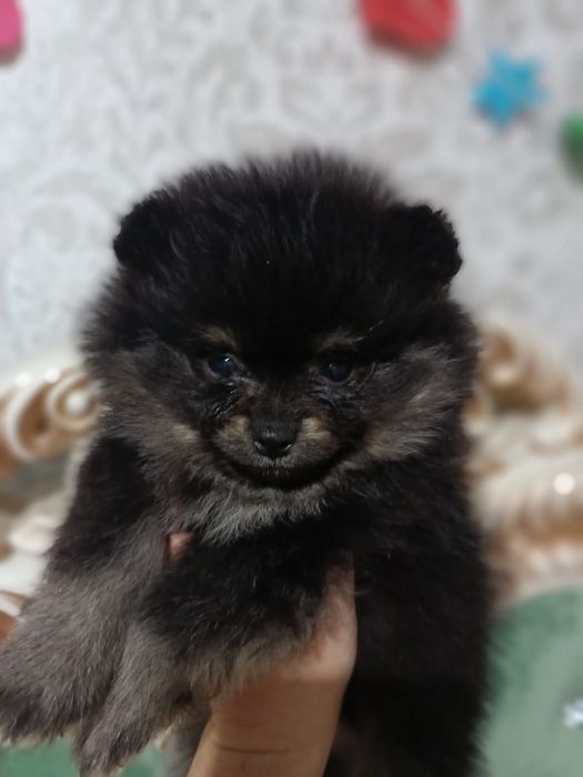 Шпицы чёрно подпалого окраса