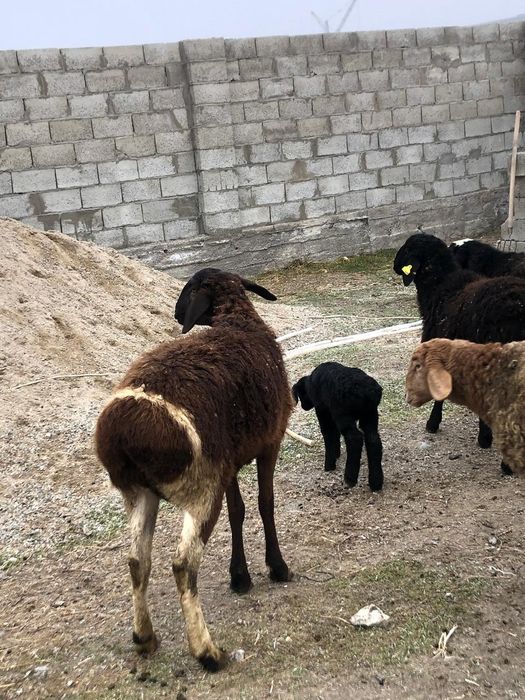 Қозылы қойлар сатылады