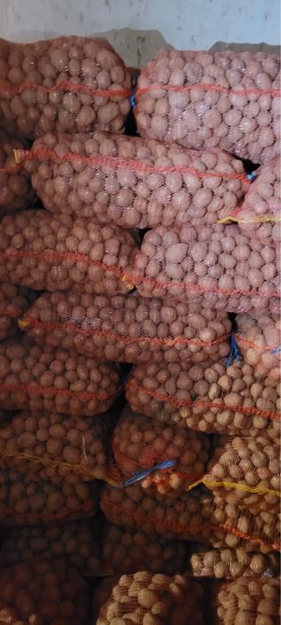 Cartofi de vanzare jud. Harghita