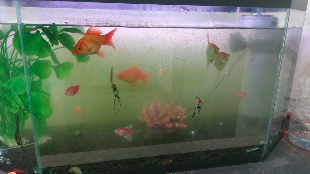 Baliq akvaroum bilan